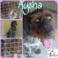 Aysha, Jagdhund-Mix - Hündin