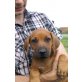 Azalee Sharp Sweet Ridge, Rhodesian Ridgeback Welpen - Hündin