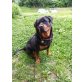 Azra, Rottweiler - Hündin