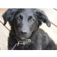 Azur, Kroatischer Schäferhund - Rüde