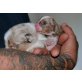 B.A´s Australian Shepherds in Standard & Mini, Australian Shepherd Dog Welpen - Hündin