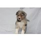 B.A´s Fairy Floss Endless Love & Red Ruby, Australian Shepherd Dog Welpen - Hündin