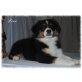 B.A´s Mini Aussies, Australian Shepherd Dog Welpen - Hündin