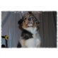 B.A´s Miniature Aussies, Australian Shepherd Dog Welpen - Rüde
