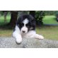 B.As......, Australian Shepherd Dog Welpen - Hündin
