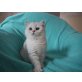 B-Wurf, Britisch Kurzhaarkatze - Katze