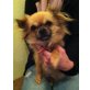 B-Wurf, Chihuahua langhaariger Schlag - Rüde
