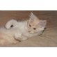 B-Wurf Selectcats, Maine Coon - Katze