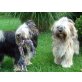 B-Wurf, Tibet-Terrier Welpen - Hündin