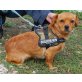 BABETT, Pinscher-Mix - Hündin