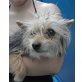 BABETTE, Yorki-Westimixhündin, PS Wien - Hündin