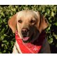 BABY - Ubeda, Labrador Retriever Mischling, kastriert - Hündin