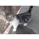 BABYKATER - Kater