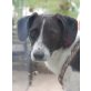 BACCA, Pflegestelle Oberösterreich, unkomplizierte, freundliche PINSCHER-Mix - Hündin