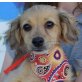 BADI - Ubeda, Spaniel-/Dackel-Mix, unkastriert Welpen - Rüde