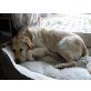 BADO, Anfänger-,Familienhund,einf.alles-Labradormix - Rüde