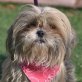 BAEZA - Linares, Shih Tzu Mix, kastriert - Hündin