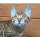 BAGHERA BENGAL OF WHITE CREEK, Bengalkatze - Katze