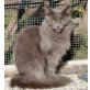 BAGHIRA, Maine Coon - Katze