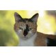 BAGRA, Tierschutz - Katze