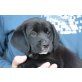 BAGSI, Beagle/Spanielmix, Pflegestelle Nö Welpen - Hündin