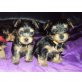 BAILY SUCHT LIEBEVOLLES ZUHAUSE!!!, Yorkshire Terrier Welpen - Rüde