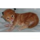 BAJAZZO  MAINE COON KATER, Maine Coon - Kater