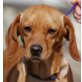 BAKI, Pflegestelle Oberösterreich, TRAUMHUND! Braver Spaniel/Pinschermix - Rüde