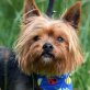 BALIN - Linares, Yorkshire-Terrier, kastriert - Rüde