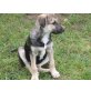 BALOU, Mischling Welpen - Rüde
