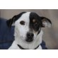 BALTHASAR, Pflegestelle Oberösterreich, anhänglicher kleiner Kerl - JACK RUSSEL - Rüde