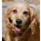 BALU 7, Pflegestelle Niederösterreich, Hat Vertrauen noch nicht verloren! Spanielmix - Rüde