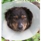 BALU 8, Pflegestelle Burgenland, Richtiger Sonnenschein! Fröhlicher Mix - Rüde