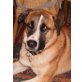 BALU - Pflegestelle Niederösterreich, Wolfsspitz - Mix - Rüde