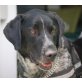 BALU, Pflegestelle Steiermark, wunderschöner, braver  Deutsch-Kurzhaar-Mix - Rüde