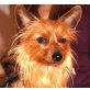 BAMBI 8, Pflegestelle Niederösterreich, Yorkshireterriermix - Hündin