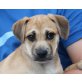 BAMBO, Beagle/Mopsmix,Pflegestelle Wien Welpen - Rüde