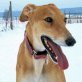BANDERA, Galgo Español - Hündin