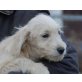 BANSHEE, Schnauzer/Spanielmix,Pflegestelle Wien Welpen - Rüde