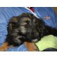 BAO, Berner Sennenmix, Pflegestelle Nördl.Bgld Welpen - Rüde