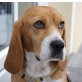 BARBARA, Pflegestelle Wien, unkomplizierte, brave Schmuserin - BEAGLE - Hündin
