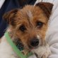 BARBI - Ubeda, Kleiner Terrier-Mix, unkastriert Welpen - Hündin