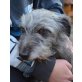 BARDY, Schnauzermix, PS Fürstenfeld/Rudersdorf - Rüde