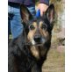 BARILLA, Pflegestelle Burgenland, liebenswerte Hundeoma - Schäfer-Mix - Hündin