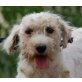 BARKY, Pflegestelle Wien, lieber, kleiner MALTESER - Rüde