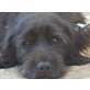 BARNEY, Wasserhund-Terrier liebt Jeden und alles - Rüde