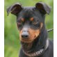 BARNI, Pflegestelle Niederösterreich, freundlich, verschmust, süß: Pinscher - Rüde