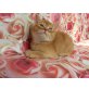 BARON Männlich, Britisch Kurzhaarkatze - Kater