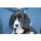 BARONI, Beagle/Spanielmix, Pflegestelle Nähe Wien Welpen - Rüde