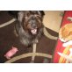 BARRY, Briard-Mix - Rüde
